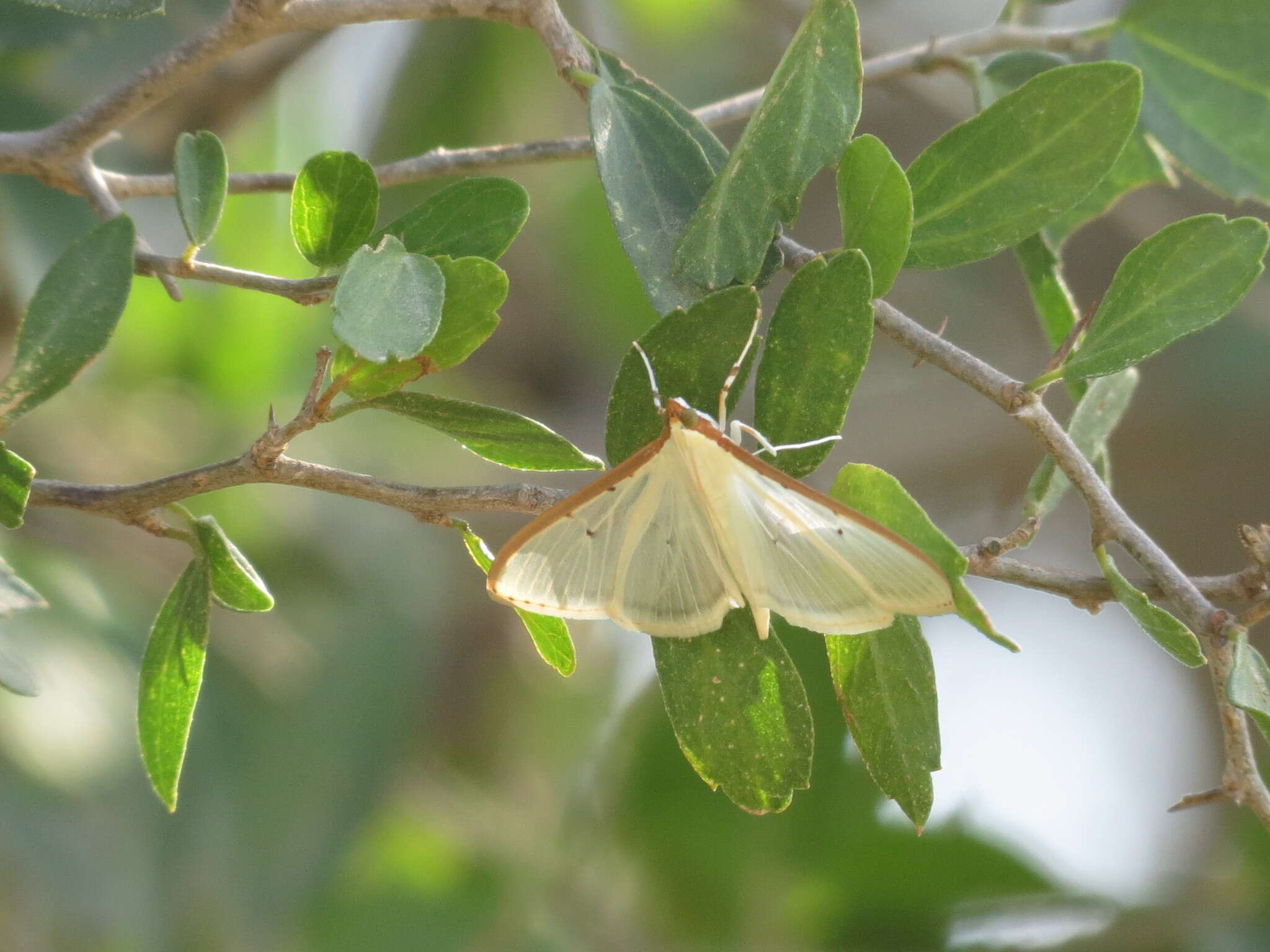 Image of Four-spotted Palpita