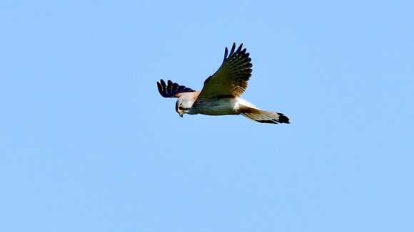 Image of Australian Kestrel