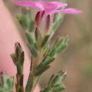 Image of Lax Porcelainflower