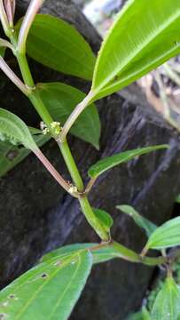 Imagem de Pilea rotundinucula Hayata