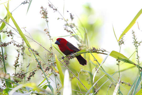 Image of Crimson Seedcracker