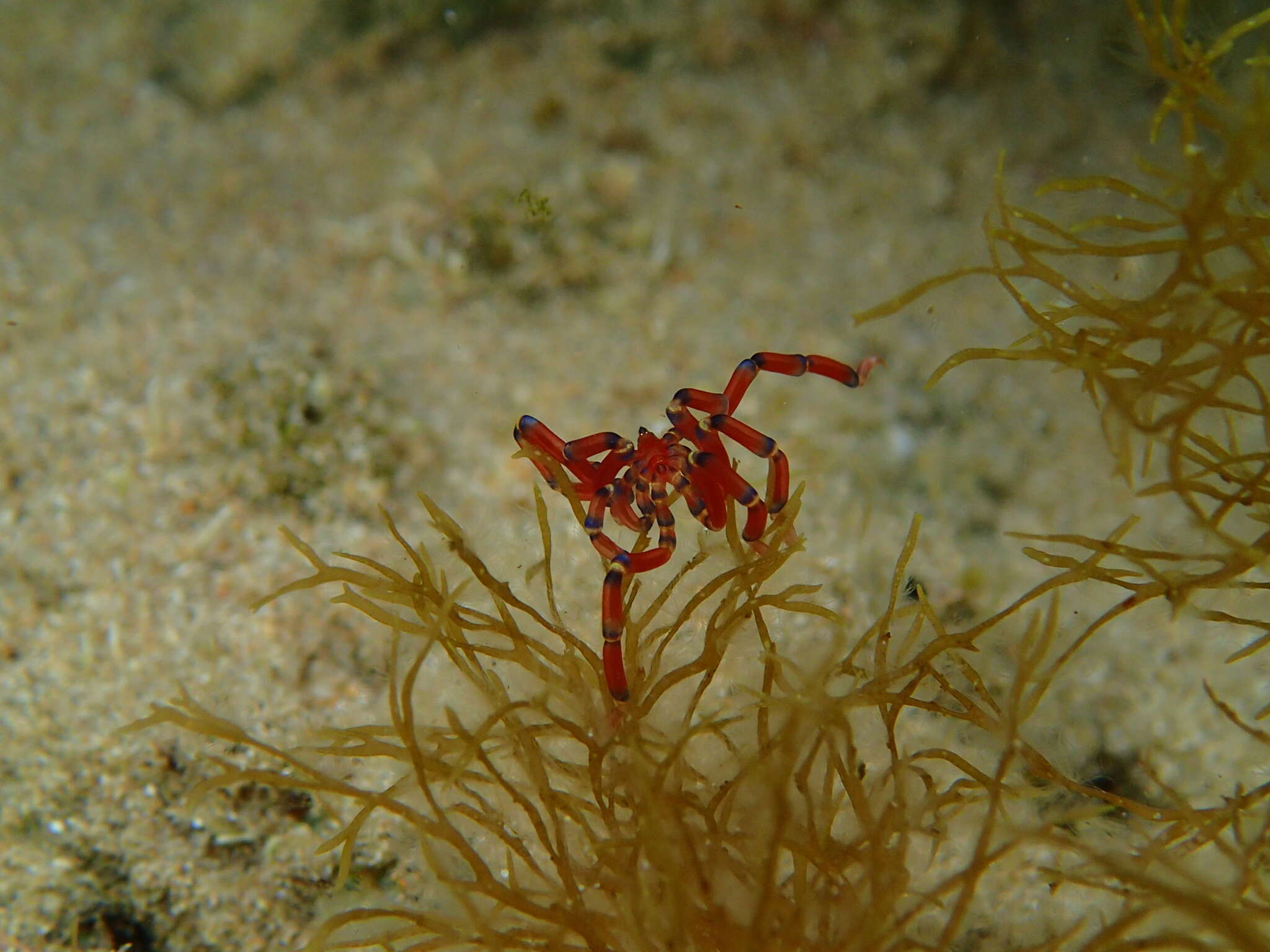 Image of Anoplodactylus evansi Clark 1963