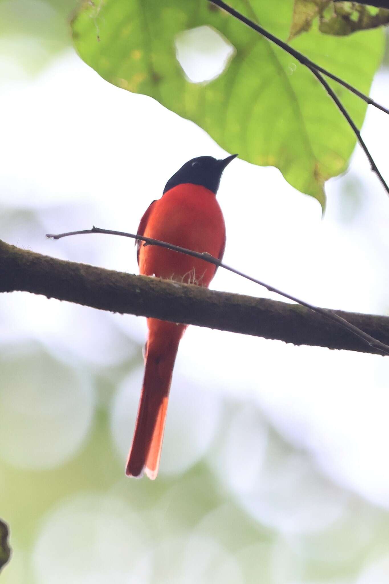 Pericrocotus miniatus (Temminck 1822) resmi