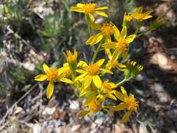 Image of Siskiyou Mountain Groundsel