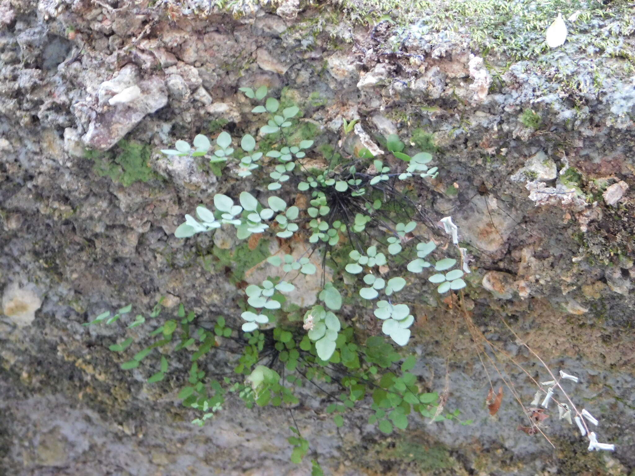 Image of Jones' false cloak fern