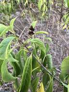 Imagem de Clerodendrum floribundum R. Br.