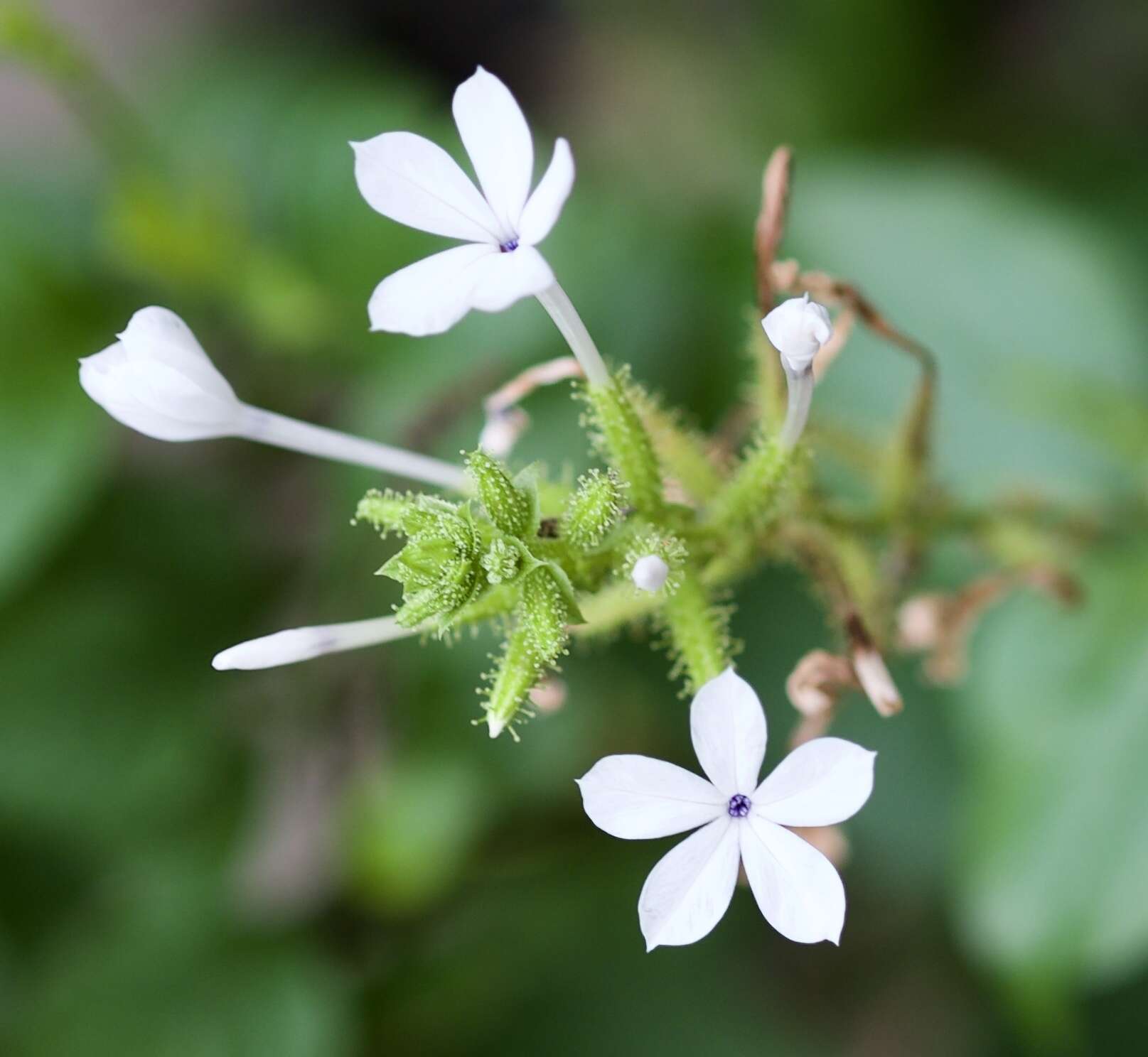 Image of wild leadwort