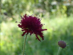 Image of Knautia macedonica Griseb.