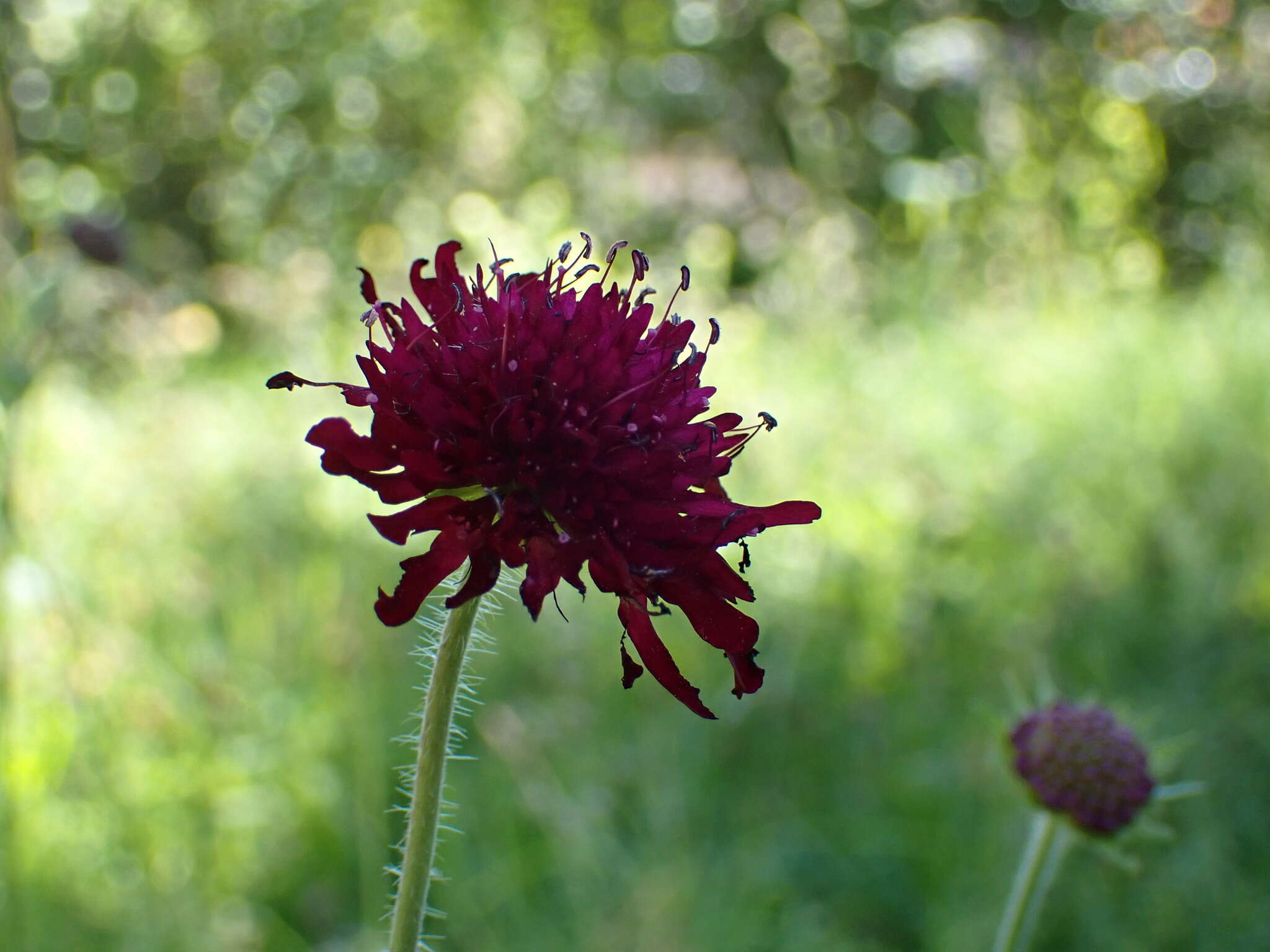 Слика од Knautia macedonica Griseb.