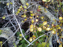 Image of Coprosma spathulata subsp. hikuruana de Lange & Heenan