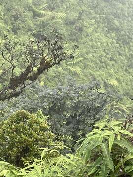 Image of Koolau 'Ohe