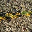 Sivun Puccinia cressae Lagerh. 1889 kuva