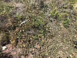 Plancia ëd Leucospermum heterophyllum (Thunb.) Rourke