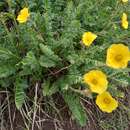 Image de Geum rossii var. turbinatum (Rydb.) C. L. Hitchc.