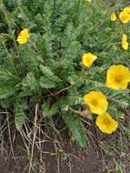 Image de Geum rossii var. turbinatum (Rydb.) C. L. Hitchc.