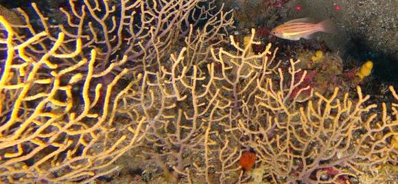 Image of Fourline hogfish