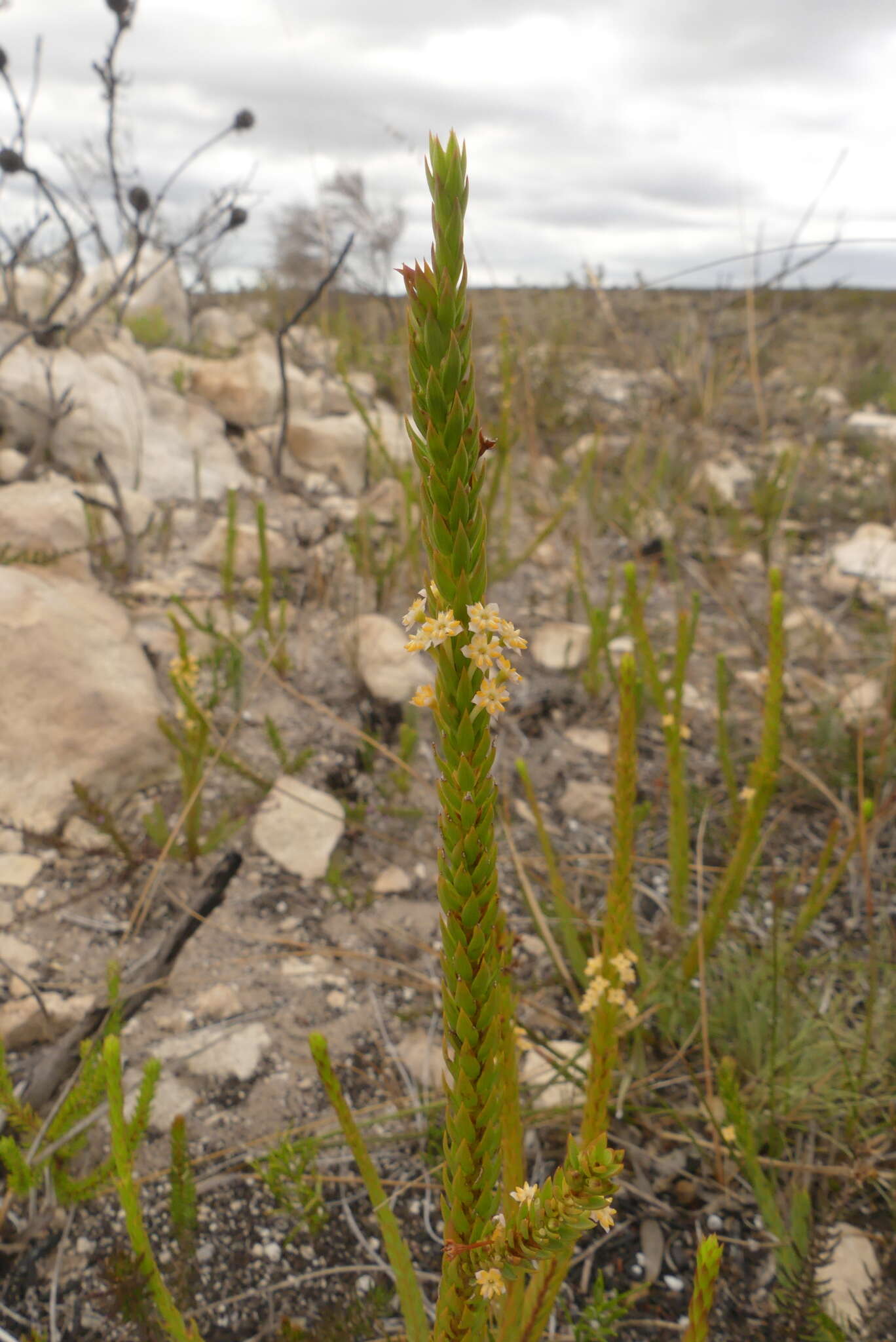 Image of Struthiola salteri Levyns