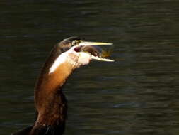 Image of Anhinga rufa rufa (Daudin 1802)