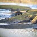 Image of Ursus americanus carlottae Osgood 1901