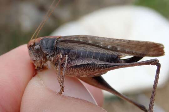 Plancia ëd Platycleis albopunctata albopunctata (Goeze 1778)