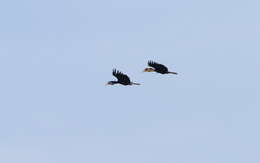 Image of Wreathed Hornbill