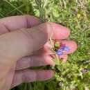 Image of small skullcap