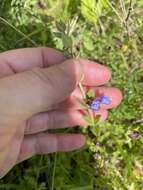 Image de Scutellaria parvula var. parvula