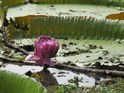 Image of Victoria boliviana Magdalena & L. T. Sm.