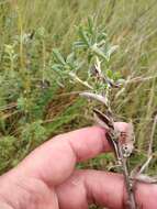 Image of Cytisus ruthenicus Wol.