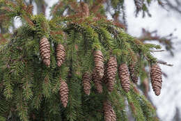 Imagem de Picea fennica (Regel) Kom.