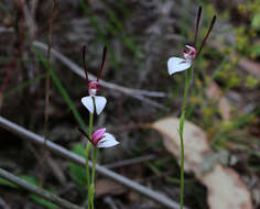 Imagem de Leptoceras menziesii (R. Br.) Lindl.