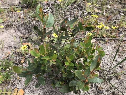 صورة Eucalyptus arenacea J. C. Marginson & P. Y. Ladiges