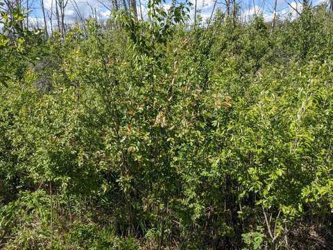 Salix pseudomonticola Ball的圖片