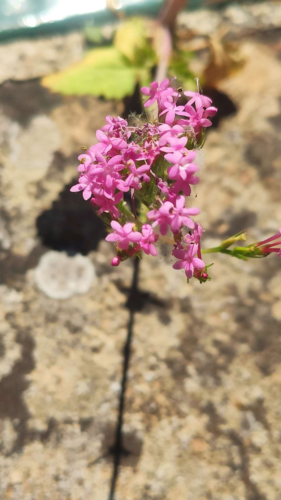 Image of Centranthus macrosiphon Boiss.