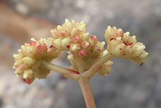 Image of Crassula atropurpurea (Haw.) D. Dietr.