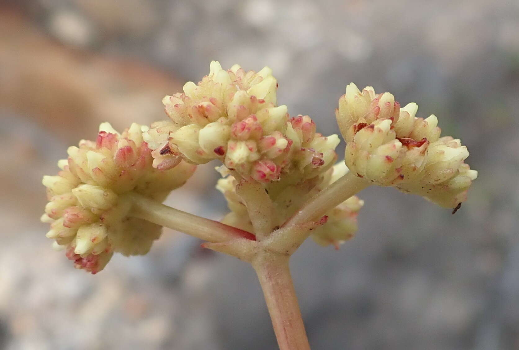 Image of Crassula atropurpurea (Haw.) D. Dietr.