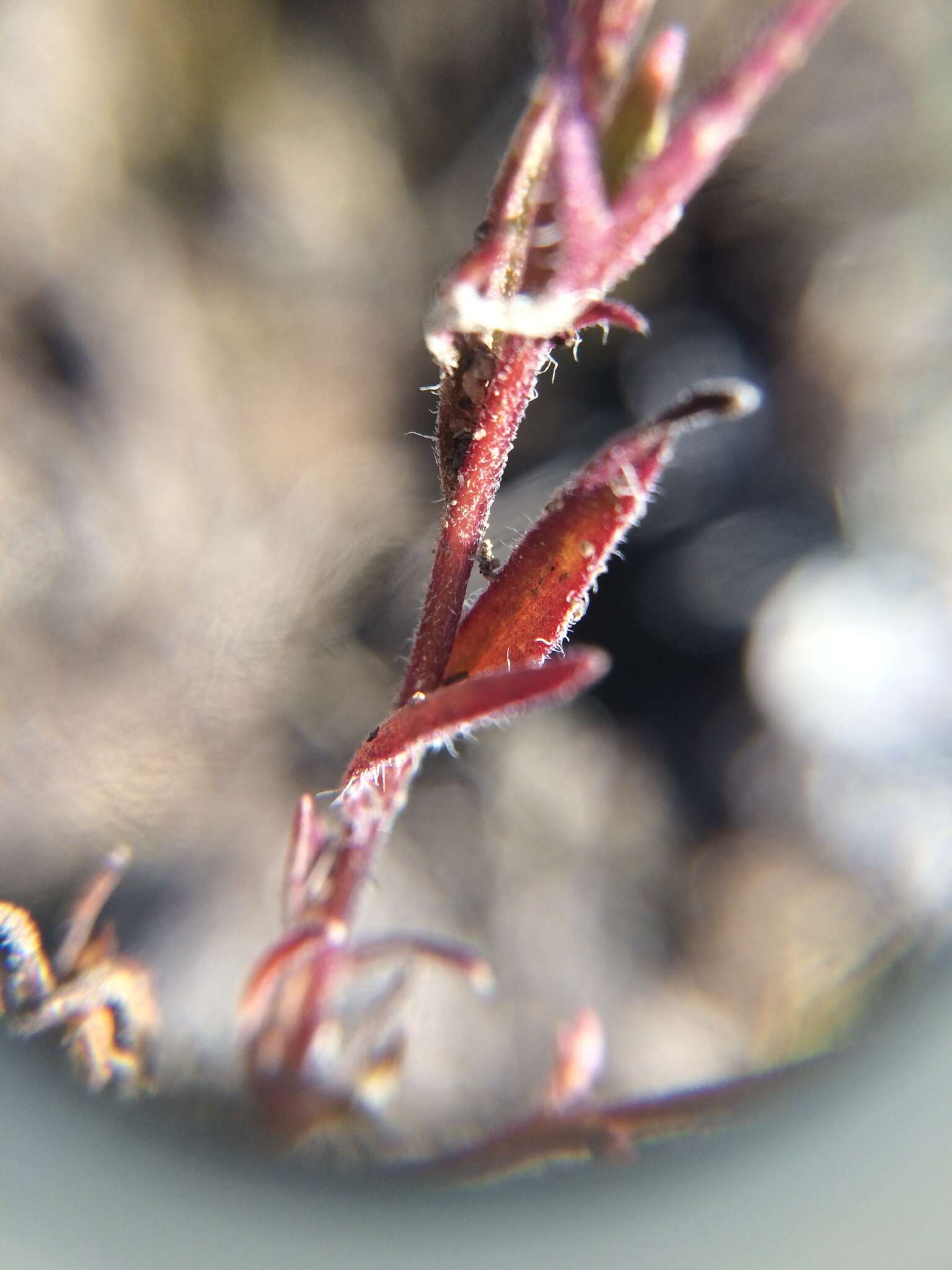 Image of thinleaved owl's-clover