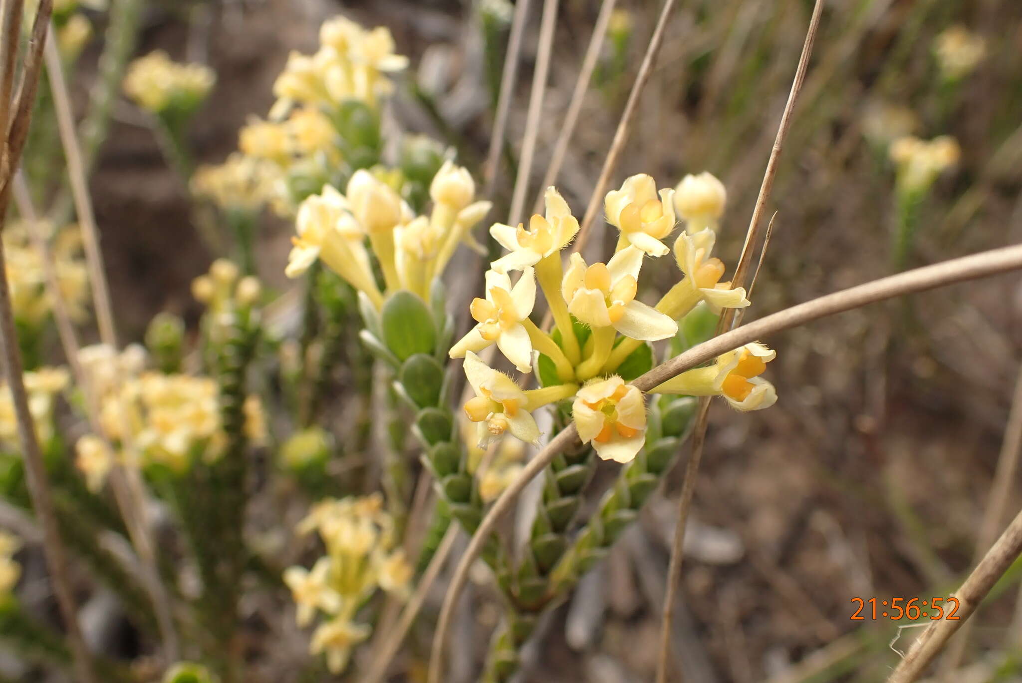 صورة Gnidia chrysophylla Meissn.