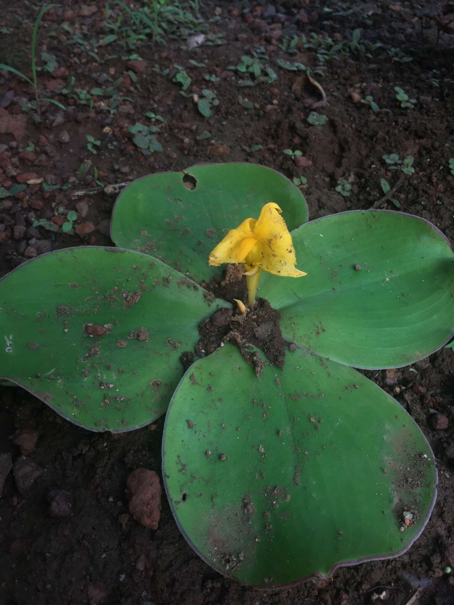 Image of Costus spectabilis (Fenzl) K. Schum.