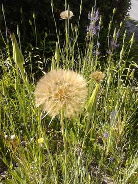 Image of salsify