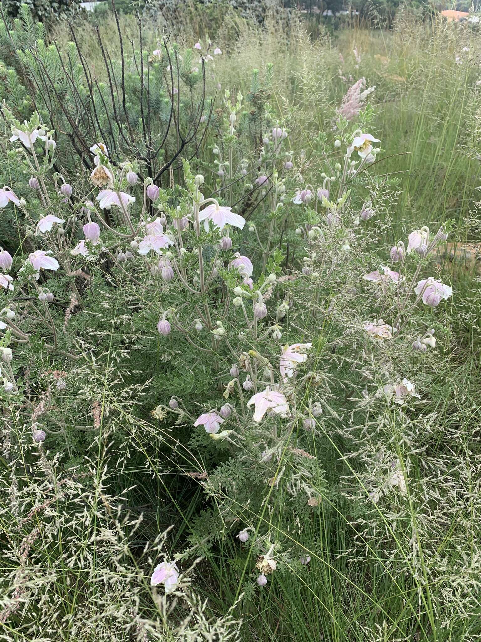 Image of Clematis villosa DC.