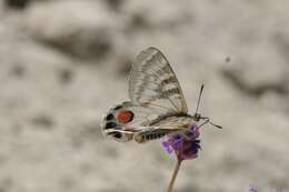 Sivun Parnassius charltonius Gray (1853) kuva