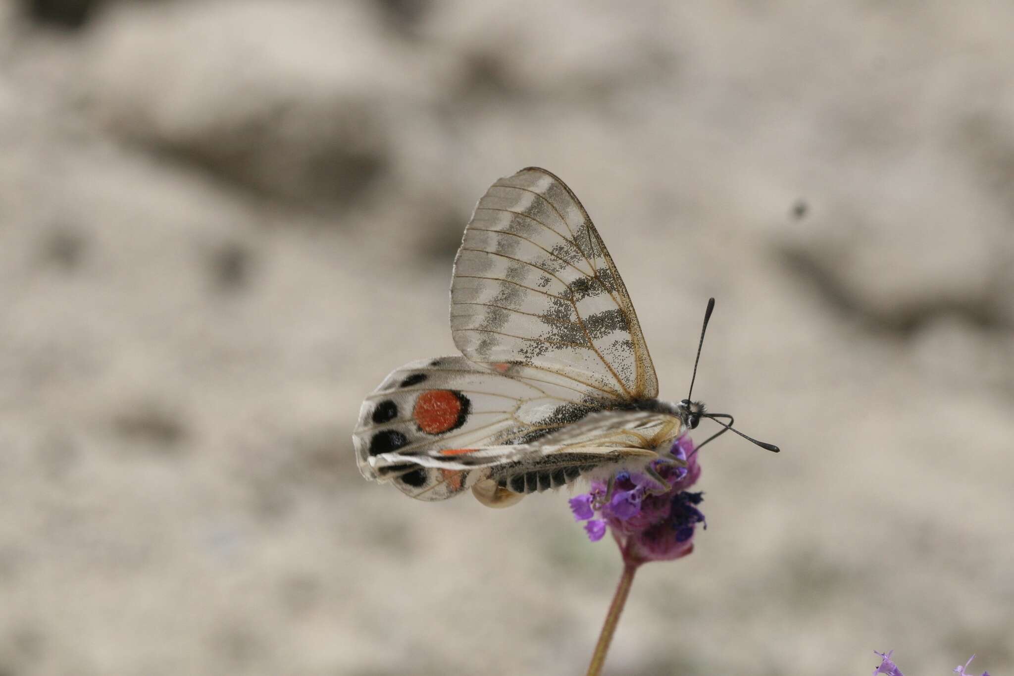 Image de Parnassius charltonius Gray (1853)