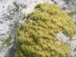 Image of Mustard Hill Coral