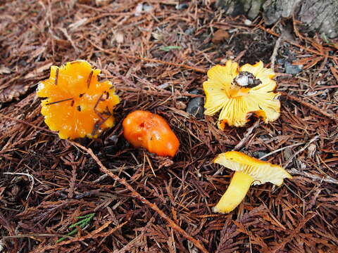 Слика од Hygrocybe aurantiosplendens R. Haller Aar. 1954