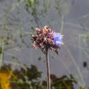 Image of Cyanotis pilosa Schult. & Schult. fil.