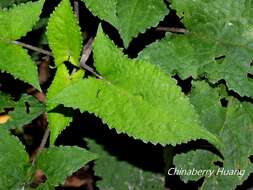 Image of Salvia japonica var. formosana Murata