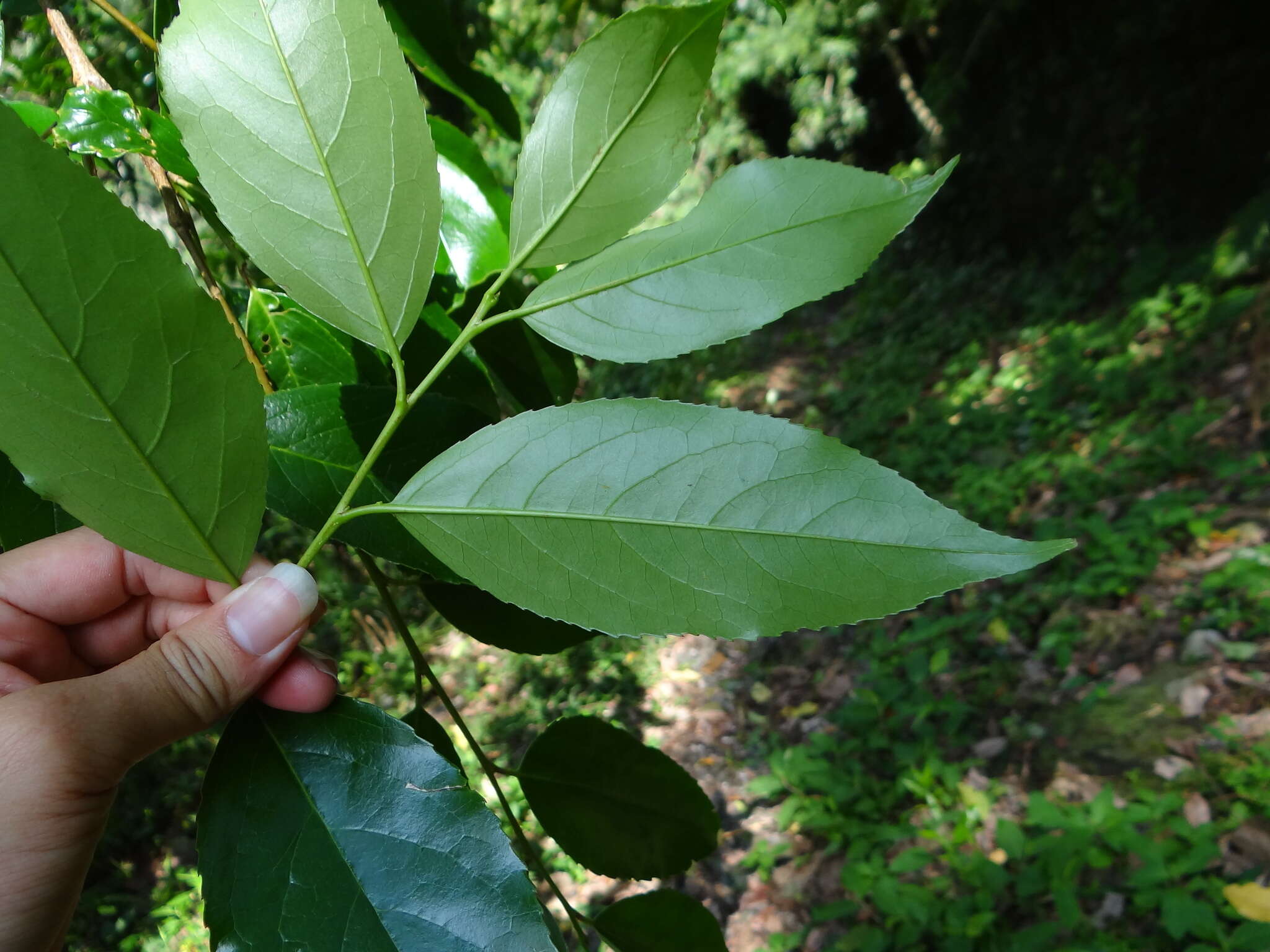 Image de Prunus zippeliana Miq.