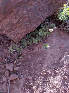 Plancia ëd Marsilea mollis B. L. Rob. & Fern.