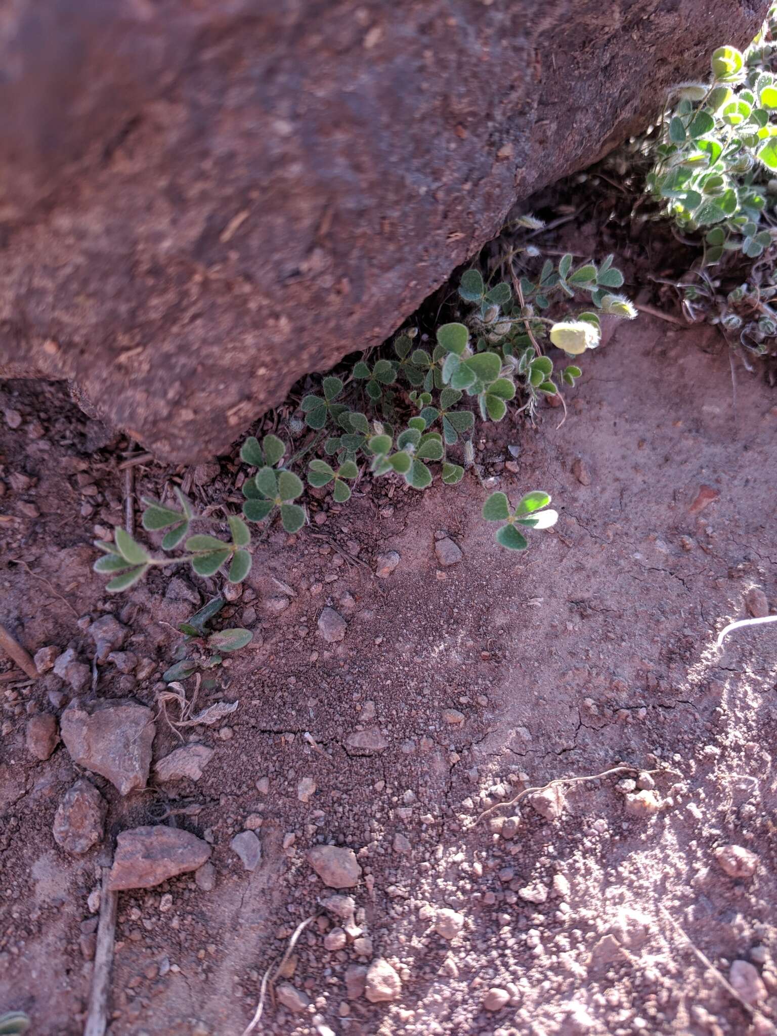 Plancia ëd Marsilea mollis B. L. Rob. & Fern.